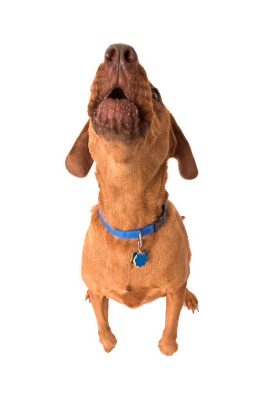 Barking Dogs Southern Downs Regional Council